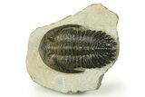 Detailed Hollardops Trilobite - Orange Eye Preservation #272460-2